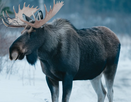 Evasion hivernale et culture sami en Laponie Suédoise - Suède, Europe du Nord - Image 5