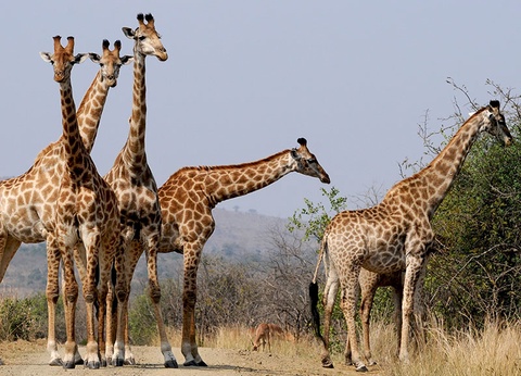 Circuit Sur la piste des Zoulous - 11