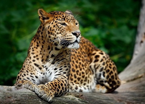 Circuit privé Ceylan colonial - 13