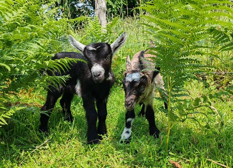 Camping Les Peupliers 3* - 16