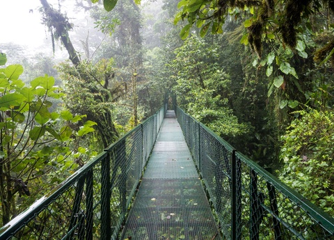 Circuit en étoile : Entre volcans et forêts - 6
