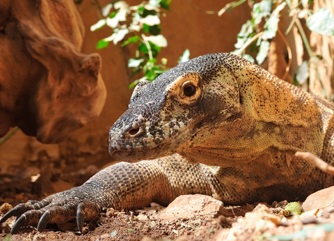 Circuit Des Secrets de Bali aux Dragons de Komodo - 21