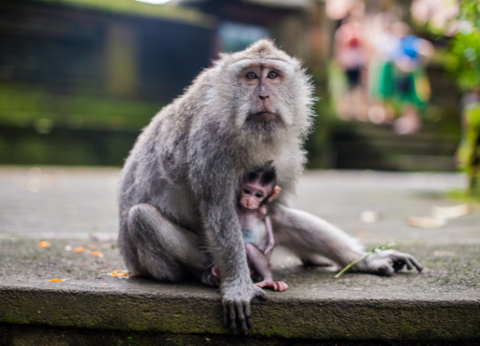 Circuit Bali Authentique en Privatif 4* - 17