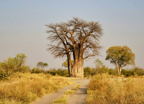 Circuit Légendes du Cap et de la savane + extension aux chutes Victoria **** - 10