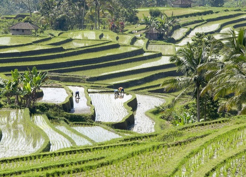 Circuit La Palette Indonésienne - 17