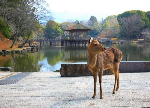 Samourais et Jardins zen - Japon - 25