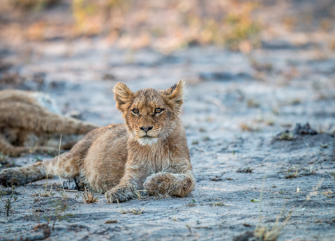 Circuit Du Parc Kruger au Cap de Bonne Espérance - 16