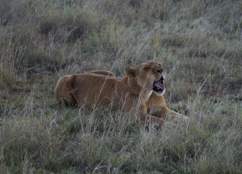Safari Privatif - Evasion Sauvage en Tanzanie - 4