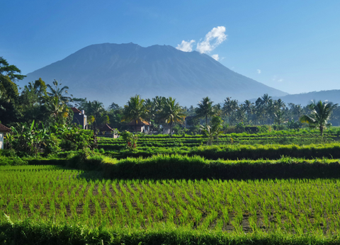 Circuit Lotus de Bali et Plage - 6