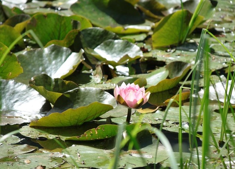 Camping Moulin de David 4* - 73