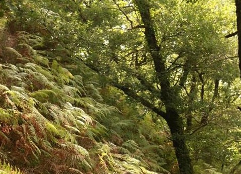 Village Vacances Les Chalets de la Gazonne, 2* - 64