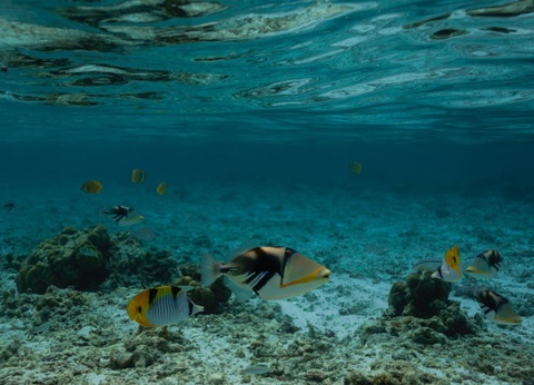 Hôtel Cinnamon Dhonveli Maldives 4* - 30