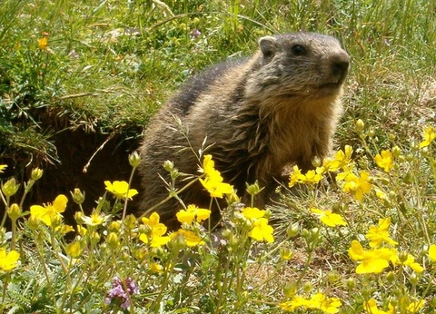 Camping Alpes Dauphine, 4* - 38