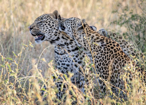Circuit Aventures Australes, de l'Afrique du Sud au Botswana - 14