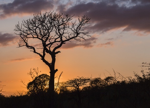 L'Afrique du Sud Intimiste, Chutes Victoria & Parc Chobe - 17J/14N Limité à 16 pers. (sauf sur la partie Victoria et Chobe) - Dès le 07/04/25 - Vols Long Courrier Air France - 6