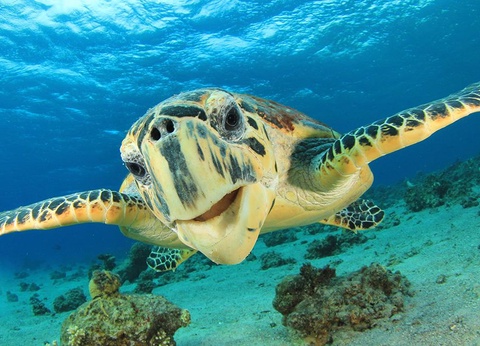 Hôtel Gravity Hotels & Aqua Park Hurghada 5* - 13