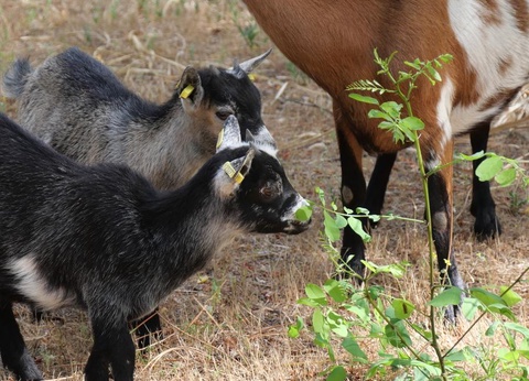 Flower Camping Au Bois des Biches, 4* - 44