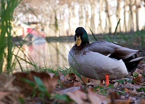 Camping Les Berges du Canal, 4* - 68