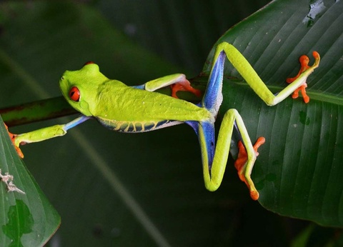 Circuit Découverte du Costa Rica - Parc naturel Rincon de la Vieja et plage de Tamarindo - 12