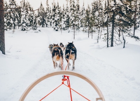 Circuit Rêveries en Laponie et nuit en igloo de verre - 12