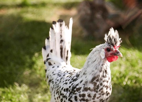 Camping Le Florenville, 3* - 56