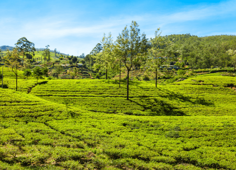 Circuit Lotus du Sri Lanka - 17