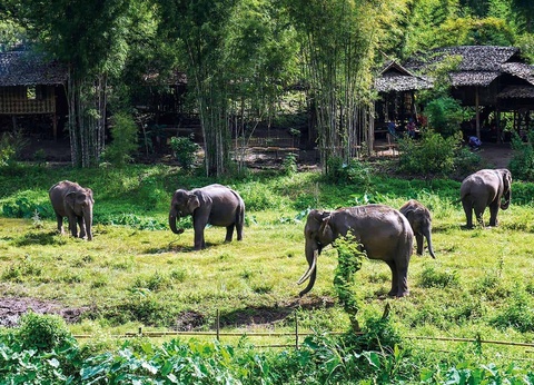 Combiné 11 nuits Immersion au Cœur de la Thaïlande : Bangkok, Chiang Mai, Khao Sok et Plages en Hôtels 3* et 4* - 25