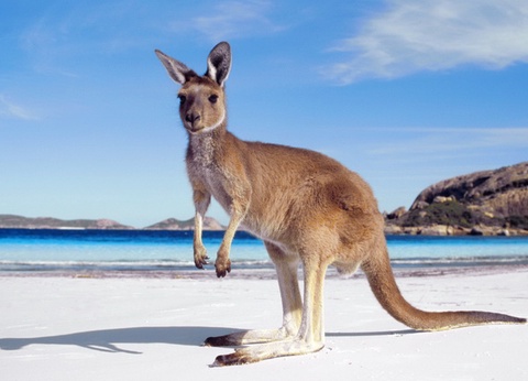 Odyssée Australienne + prologue Kangaroo Island - 4