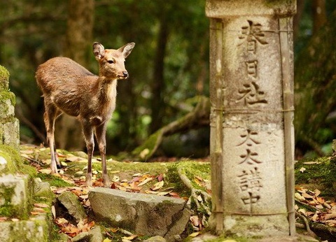 CIRCUIT LE JAPON EN LIBERTE - 9