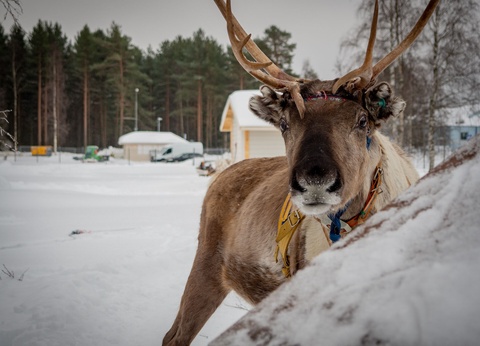 Séjour multi-activité à Oulu : Aventure nordique - 6