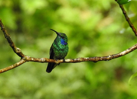 Combiné hôtels Loin du monde : séjour secret sur les rivages costaricains - 6