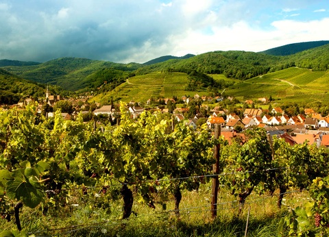 Escapade alsacienne sur la Route des Vins - 4* - 3