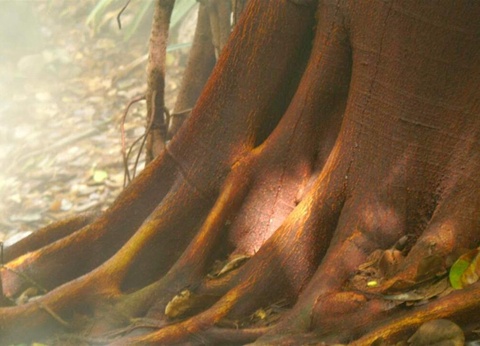 Road Trip Nature & Farniente au Costa Rica - 11