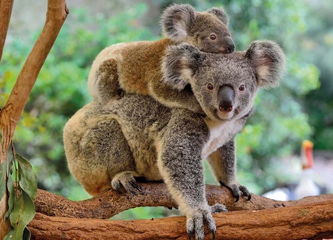 La Nouvelle-Zélande et l'Australie - 2