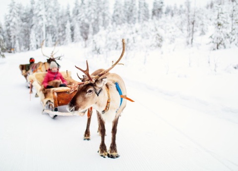 Club Jumbo Yllaskaltio (activités incluses) - 3