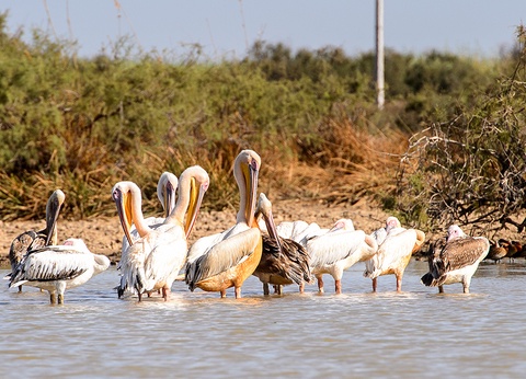 Circuit Merveilles du Sénégal 3* - 7