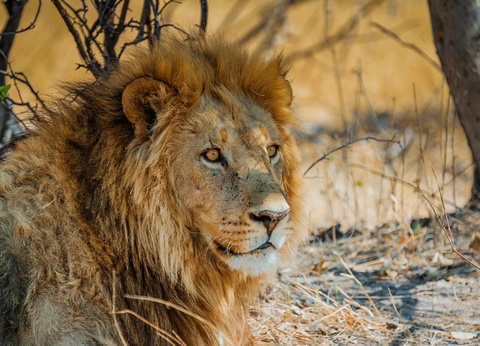 I Love Afrique du Sud & Chutes Victoria - 16J/13N - Du 10/01 au 21/03/26 - 9