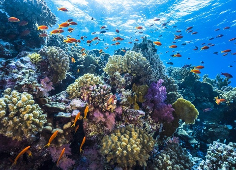 Combiné Splendeurs du Nil et Club Blue Reef Resort 4* Marsa Alam - 11