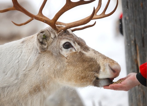 Séjour liberté en Laponie - Scandic - 2