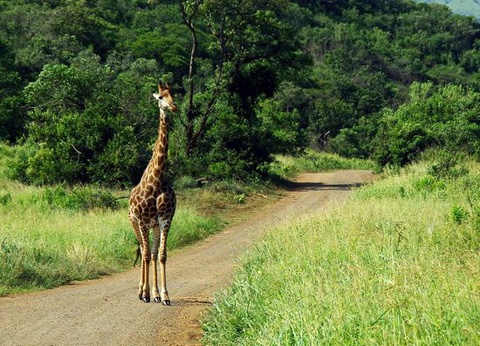 Circuit Splendeurs du Parc Kruger 10J/07N - 11