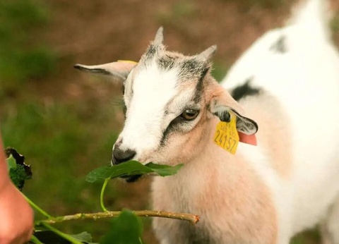 Camping Ushuaïa Villages La Conge, 3* - 33