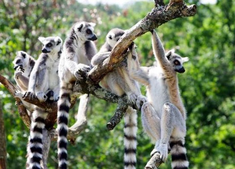 Circuit Intense Madagascar le long de la Route Nationale 7 - 11