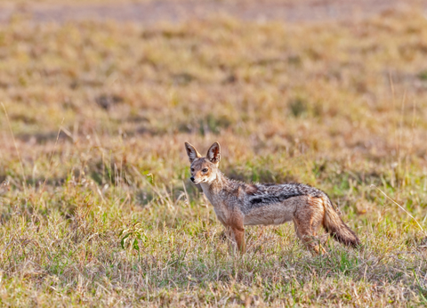 Circuit Safaris de Légende - 13