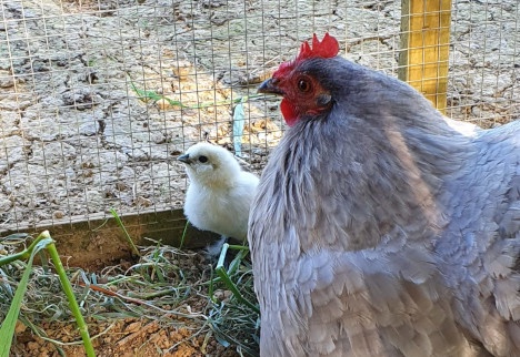 Camping Le Lac aux oiseaux - 18