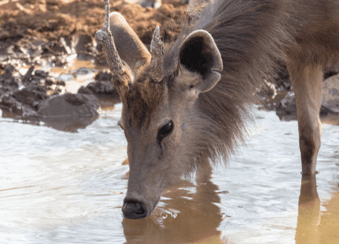 Circuit Le livre de la Jungle, entre oiseaux et tigres, en privatif - 13