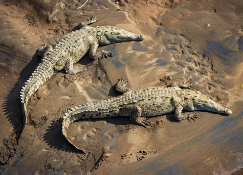 Circuit Trésors du Costa Rica - Tortuguero et séjour balnéaire - 17J/15N - 5