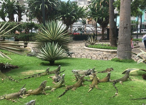 Circuit L'Équateur entre nature et authenticité + extension Galapagos (maximum 16 participants) - 15