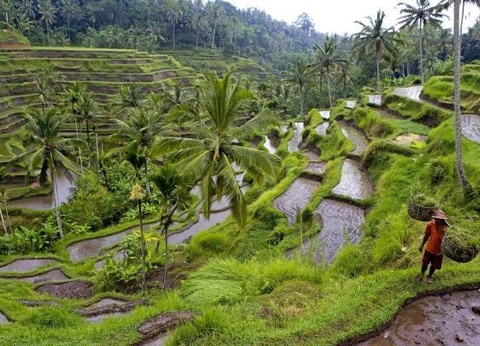 Circuit Merveilles de Bali - 13