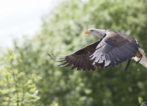 Séjour proche de Lyon avec accès au Parc animalier de Courzieu - 3* - 17