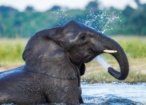 Circuit Aventures Australes, de l'Afrique du Sud au Botswana - 22